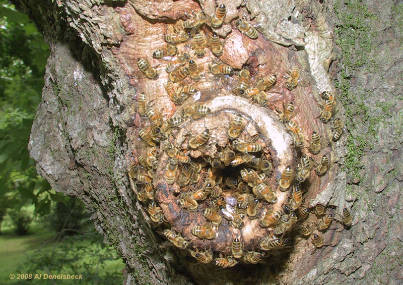 European honeybee Apis mellifera swarm