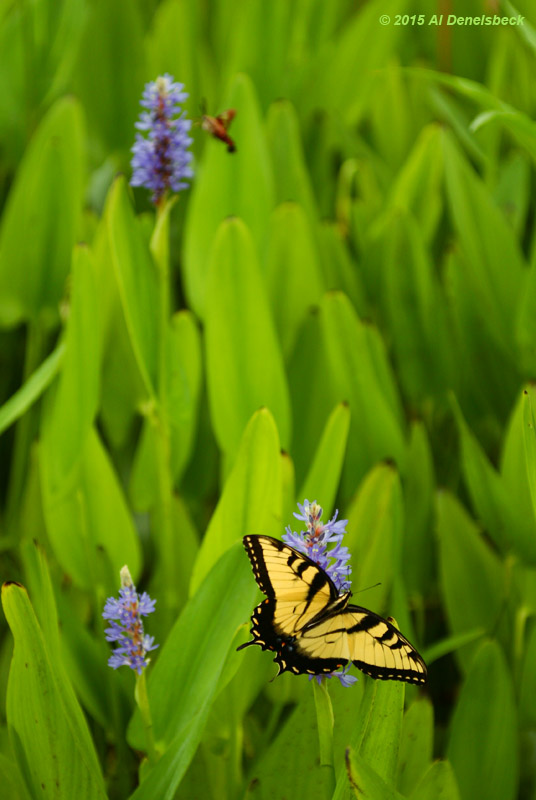 eastern tiger swallowtail Papilio glaucus on pickerelweed Pontederia cordata flower