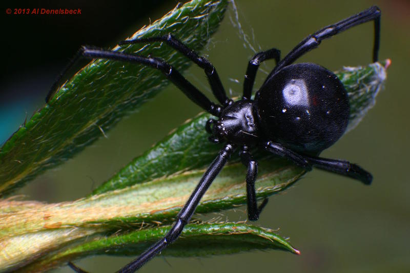 southern black widow Latrodectus mactans dorsal