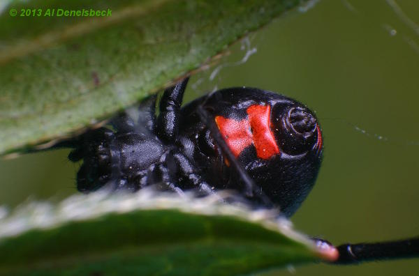 southern black widow Latrodectus mactans ventral