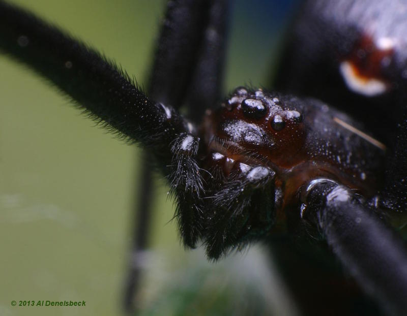 southern black widow Latrodectus mactans face
