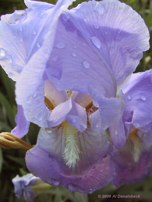 maybe an orchid