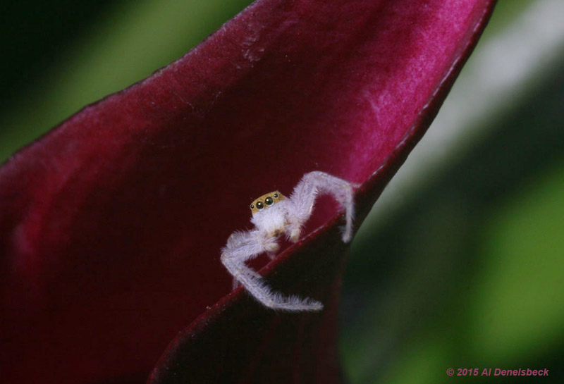 Hentzia mitrata on lily