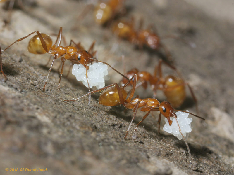 red ants and eggs