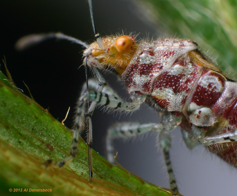 Niesthrea louisianica proboscis