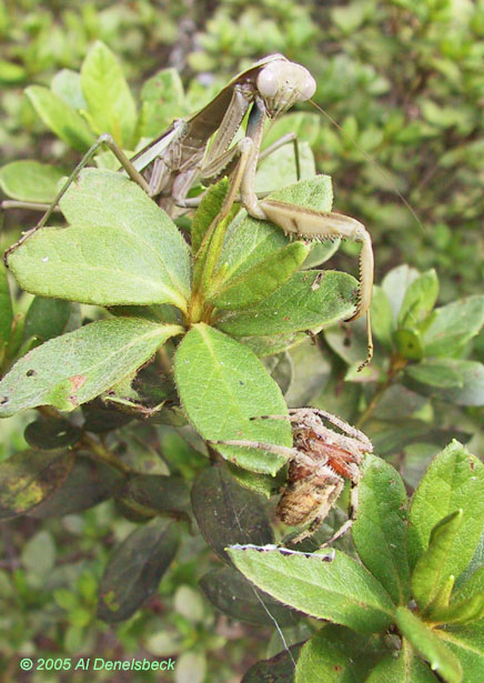 Chinese mantis Tenodera sinensis and argiope