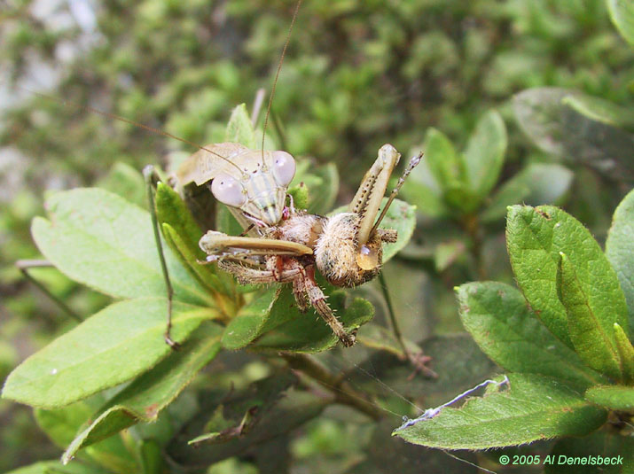 Chinese mantis Tenodera sinensis eating argiope