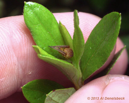 Acacesia hamata scale