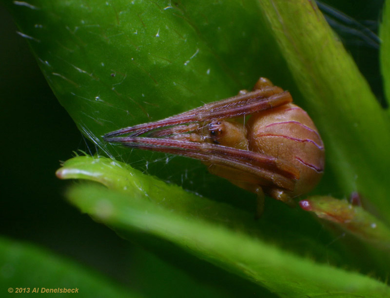 Acacesia hamata hiding