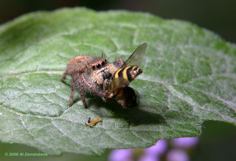 jumping spider Phidippus capture