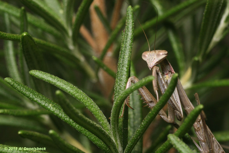 Chinese mantis Tenodera sinensis on rosemary plant