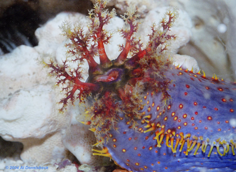 sea apple Pseudocolochirus violaceus