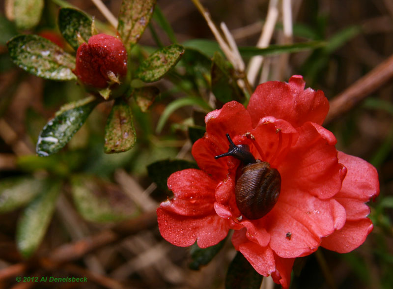snail azalea