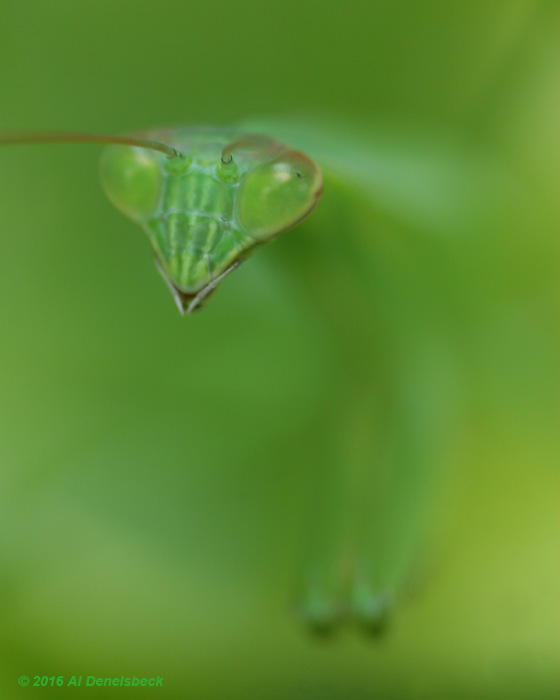 Chinese mantis Tenodera sinensis soft