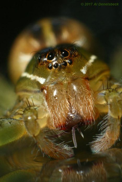 six-spotted fishing spider Dolomedes triton closeup