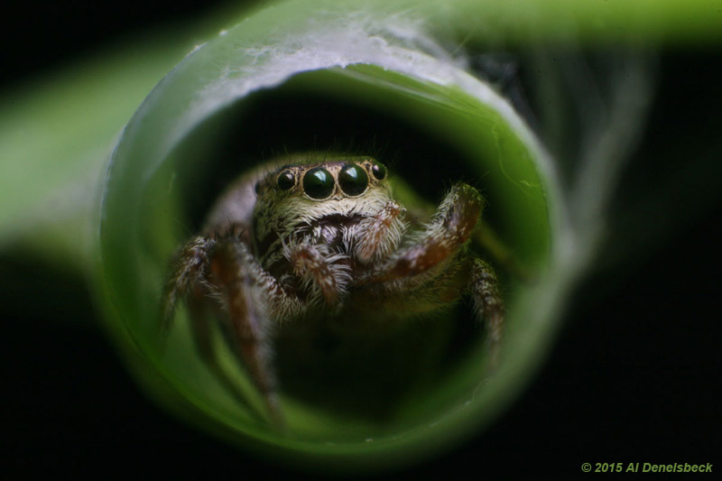 jumping spider Phidippus within rolled leaf shelter