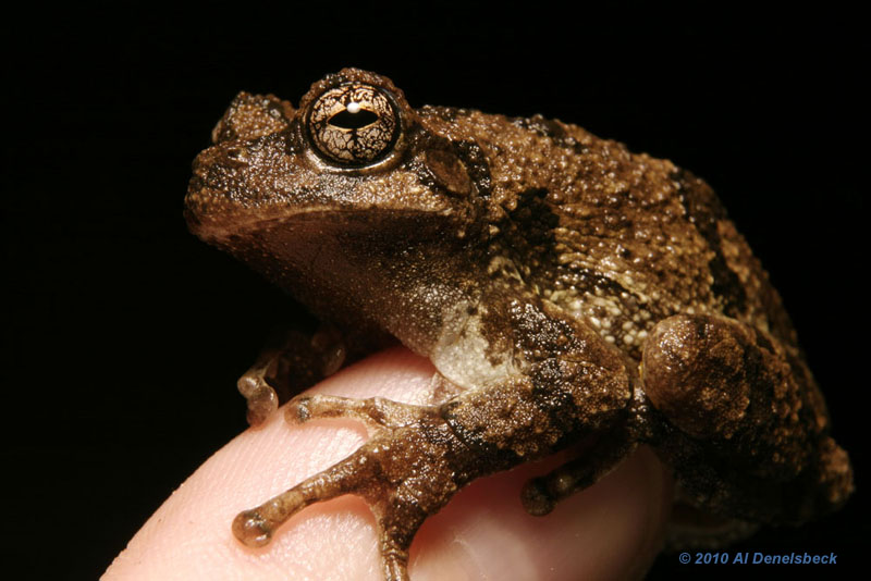 Copes grey treefrog Hyla chrysoscelis thumbnail