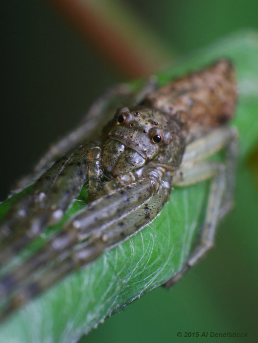aTmarus angulatus portrait
