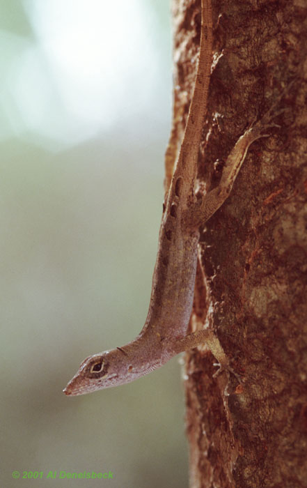 brown anole Anolis sagrei