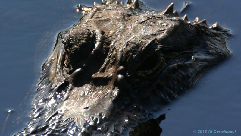 American alligator Alligator mississippiensis