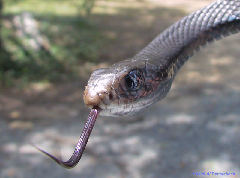 northern black racer Coluber constrictor constrictor