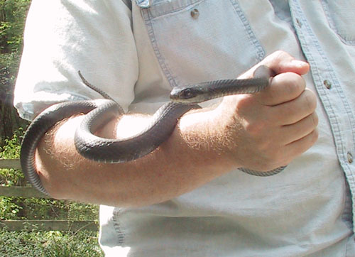 northern black racer Coluber constrictor constrictor