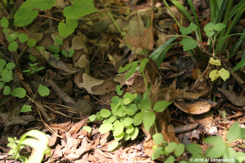 copperhead Agkistrodon contortrix