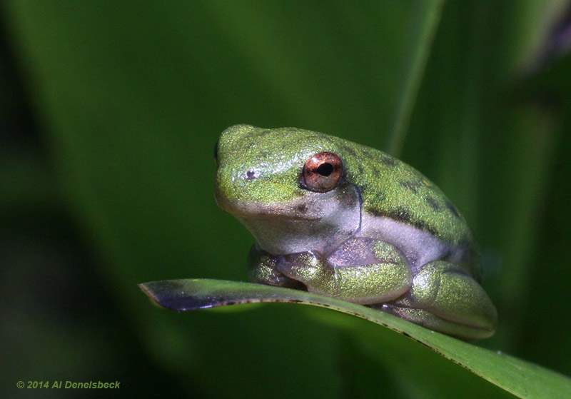 green treefrog Hyla cinerea