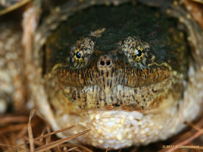 common snapping turtle Chelydra serpentina