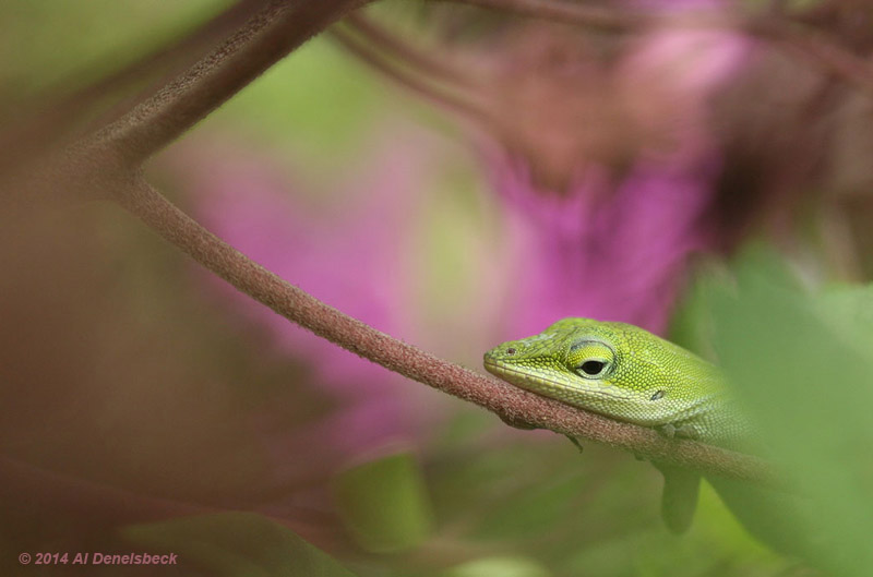 Carolina anole Anolis carolinensis