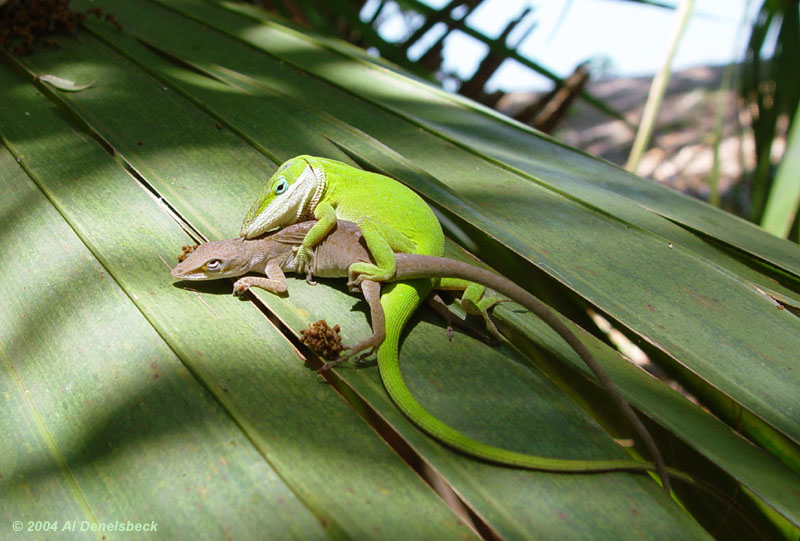 Carolina anole Anolis carolinensis