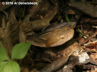 copperhead Agkistrodon contortrix
