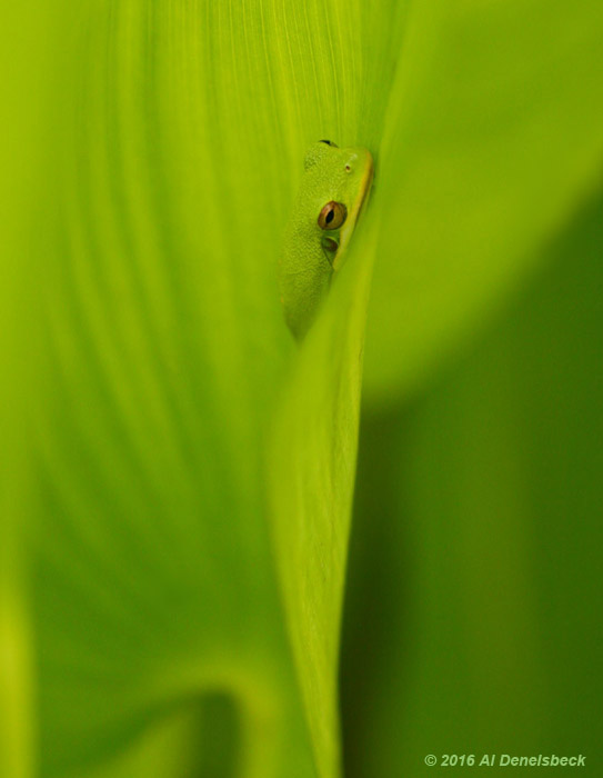 green treefrog Hyla cinerea on pickerelweed Pontederia cordata
