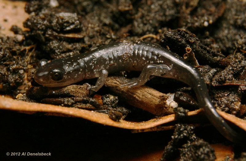 slimy salamander Plethodon glutinosus