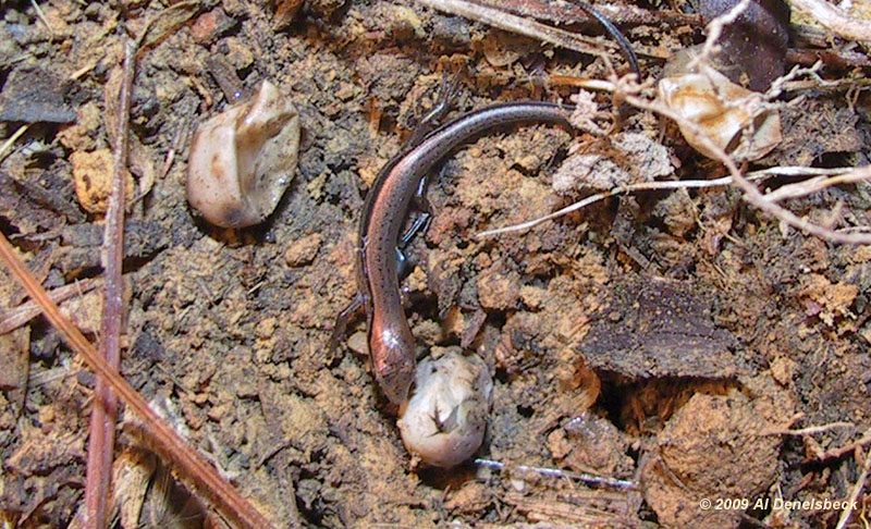 ground skink Scincella lateralis