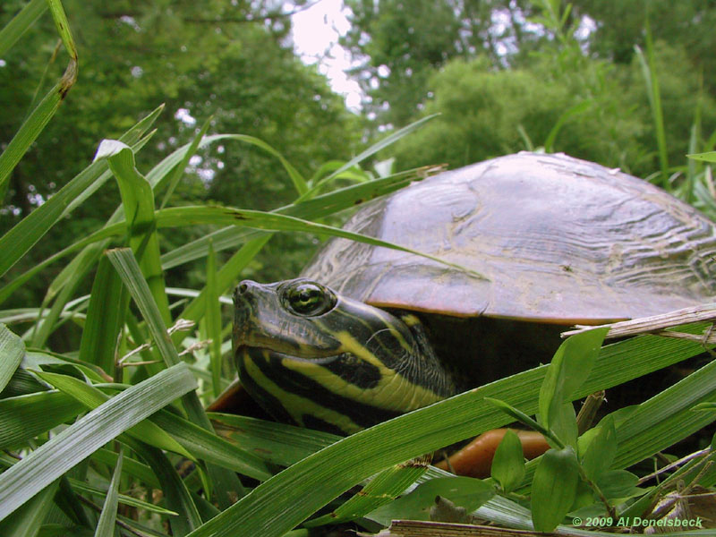 river cooter Chrysemys concinna