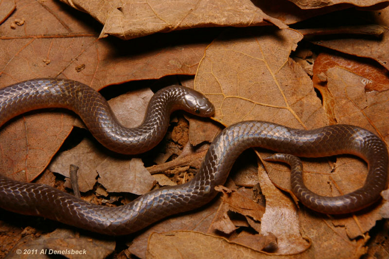 worm snake Carphophis amoenus