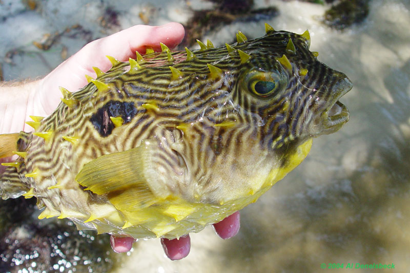 striped burrfish Chilomycterus schoepfi