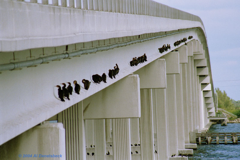 double-crested cormorants Phalacrocorax auritus on bridge