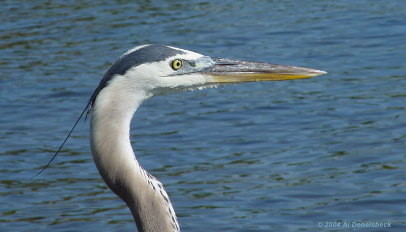 great blue heron Ardea herodias