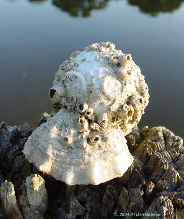 golf ball with sea life