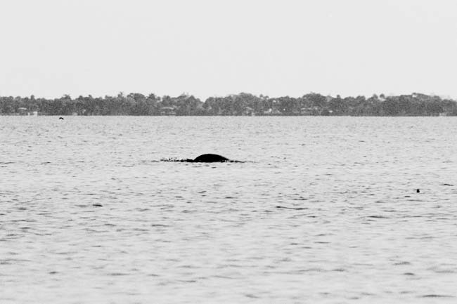 West Indian manatee Trichechus manatus