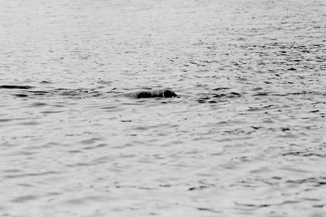 West Indian manatee Trichechus manatus