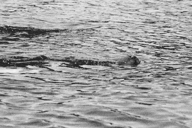 West Indian manatee Trichechus manatus