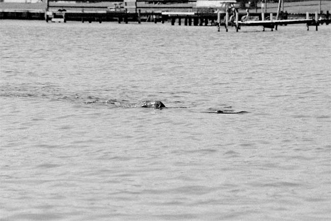 West Indian manatee Trichechus manatus