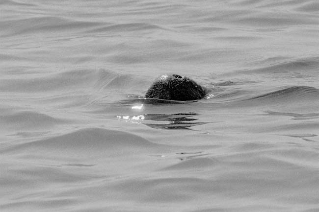 West Indian manatee Trichechus manatus