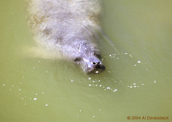 West Indian manatee Trichechus manatus