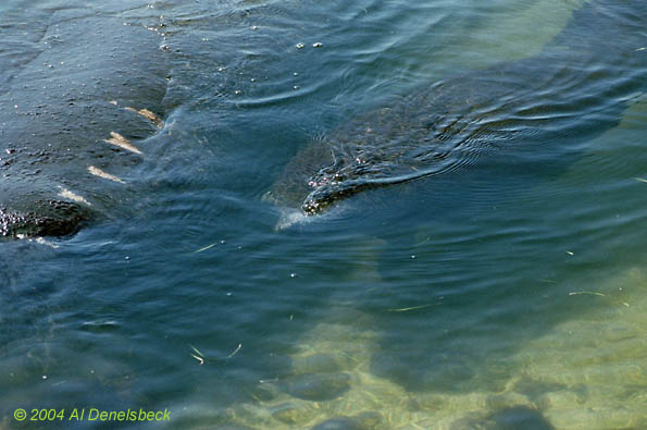 West Indian manatee Trichechus manatus mother and calf
