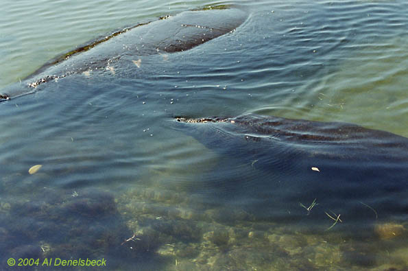 West Indian manatee Trichechus manatus mother and calf