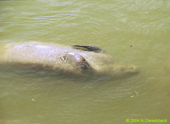 West Indian manatee Trichechus manatus